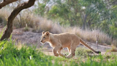 Filhote de leão brincalhão explorando as savanas