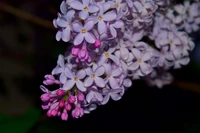 Flores de lilás em flor: Um aglomerado de pétalas roxas e rosas.