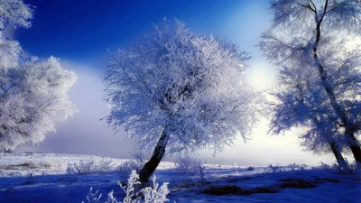 Árboles cubiertos de escarcha bajo un cielo invernal azul