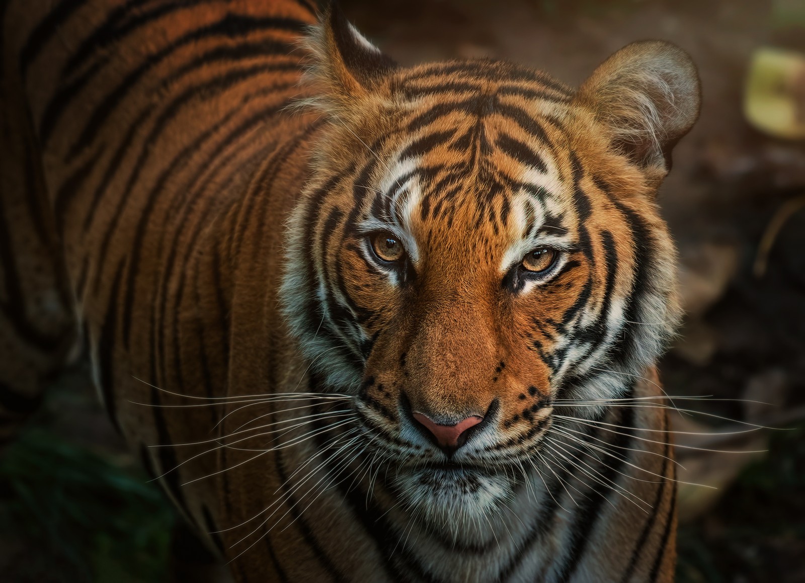 There is a tiger that is walking in the dirt (bengal tiger, closeup, big cat, wild animals, animals)