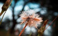 Tête de semence de pissenlit délicate en détail macro