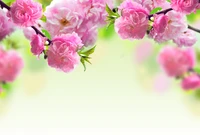 flower, spring, pink, branch, plant wallpaper