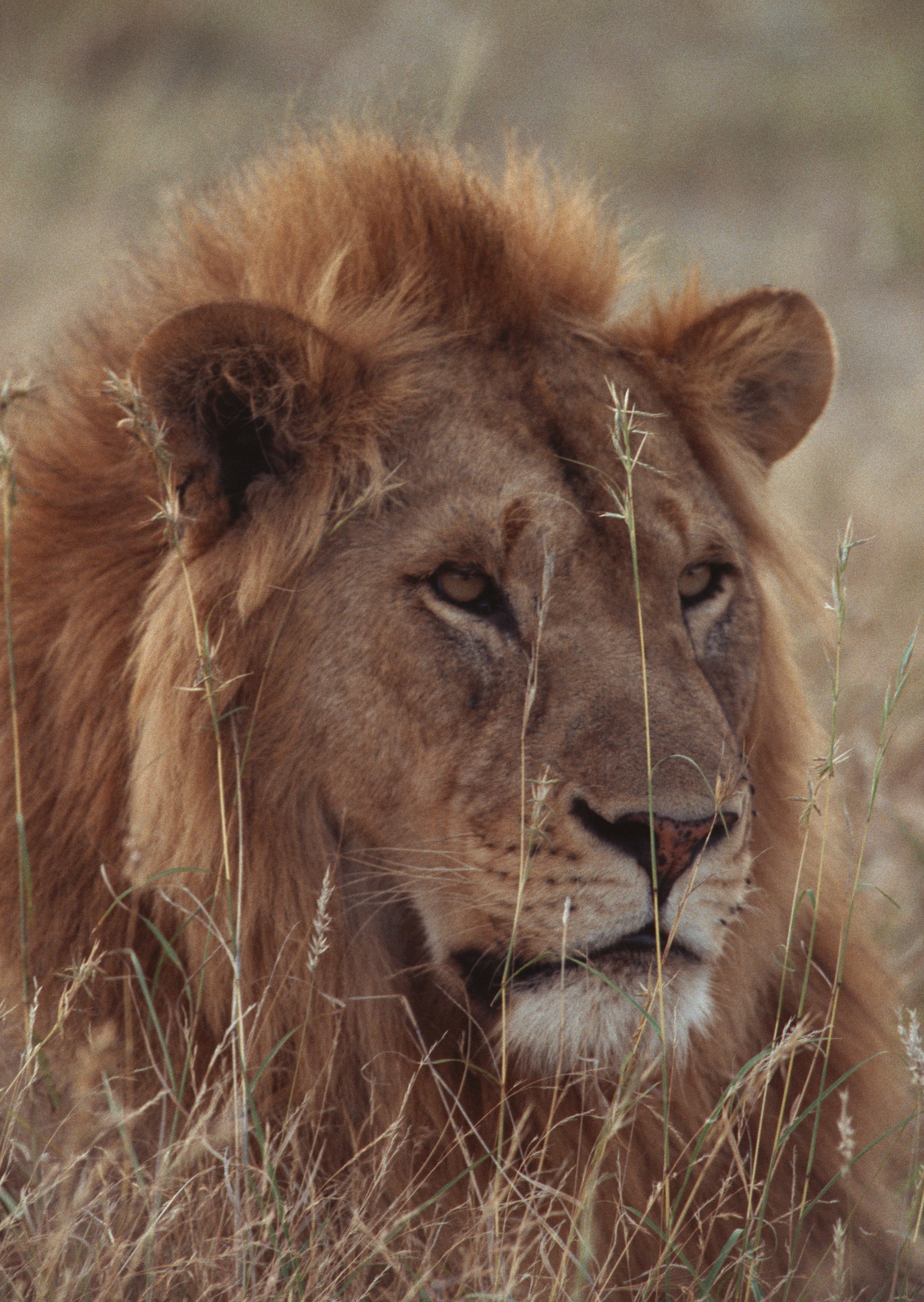 Hay un león acostado en la hierba (león, tigre, leopardo, vida silvestre, animal terrestre)