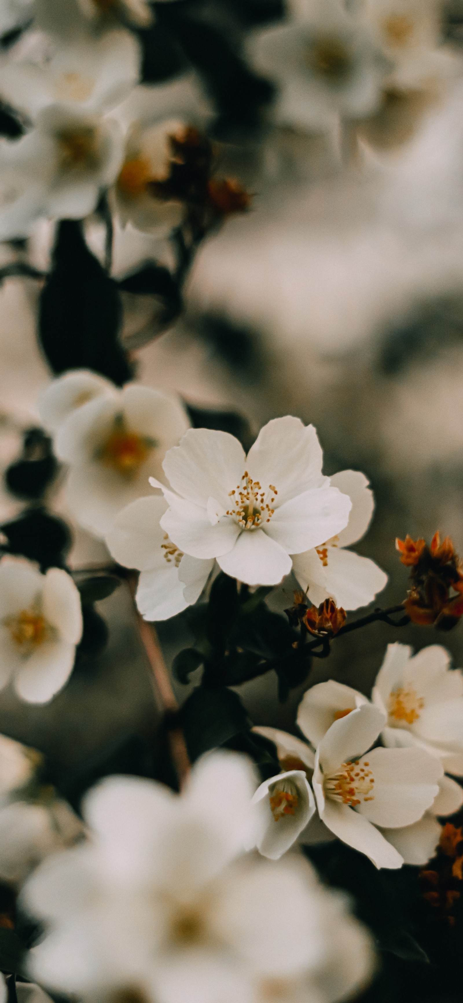 There are many white flowers that are blooming on a tree (cherry blossom, flower, plant, branch, petal)