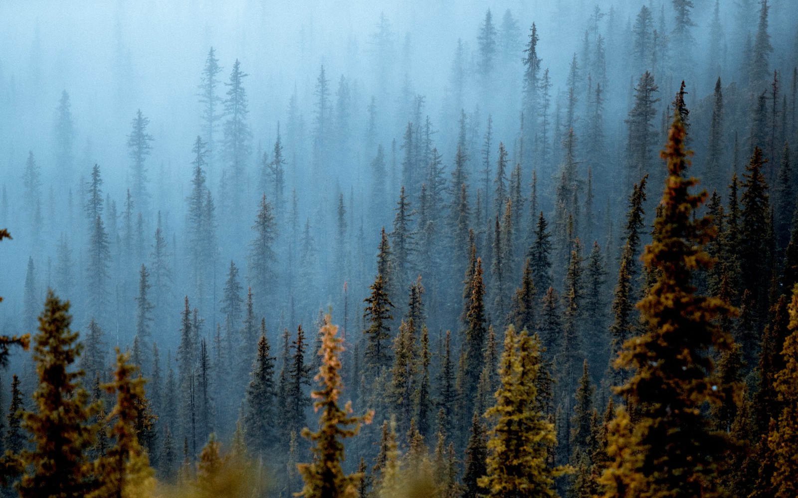 As árvores na névoa nas montanhas são muito altas. (floresta nevoenta, pinheiros, dia, parque nacional de banff, banff national park)