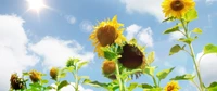 flower, sunflower, yellow, plant, flowering plant wallpaper