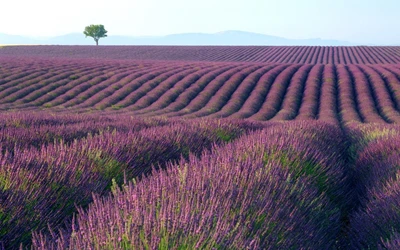 Amplios campos de lavanda bajo un cielo matutino