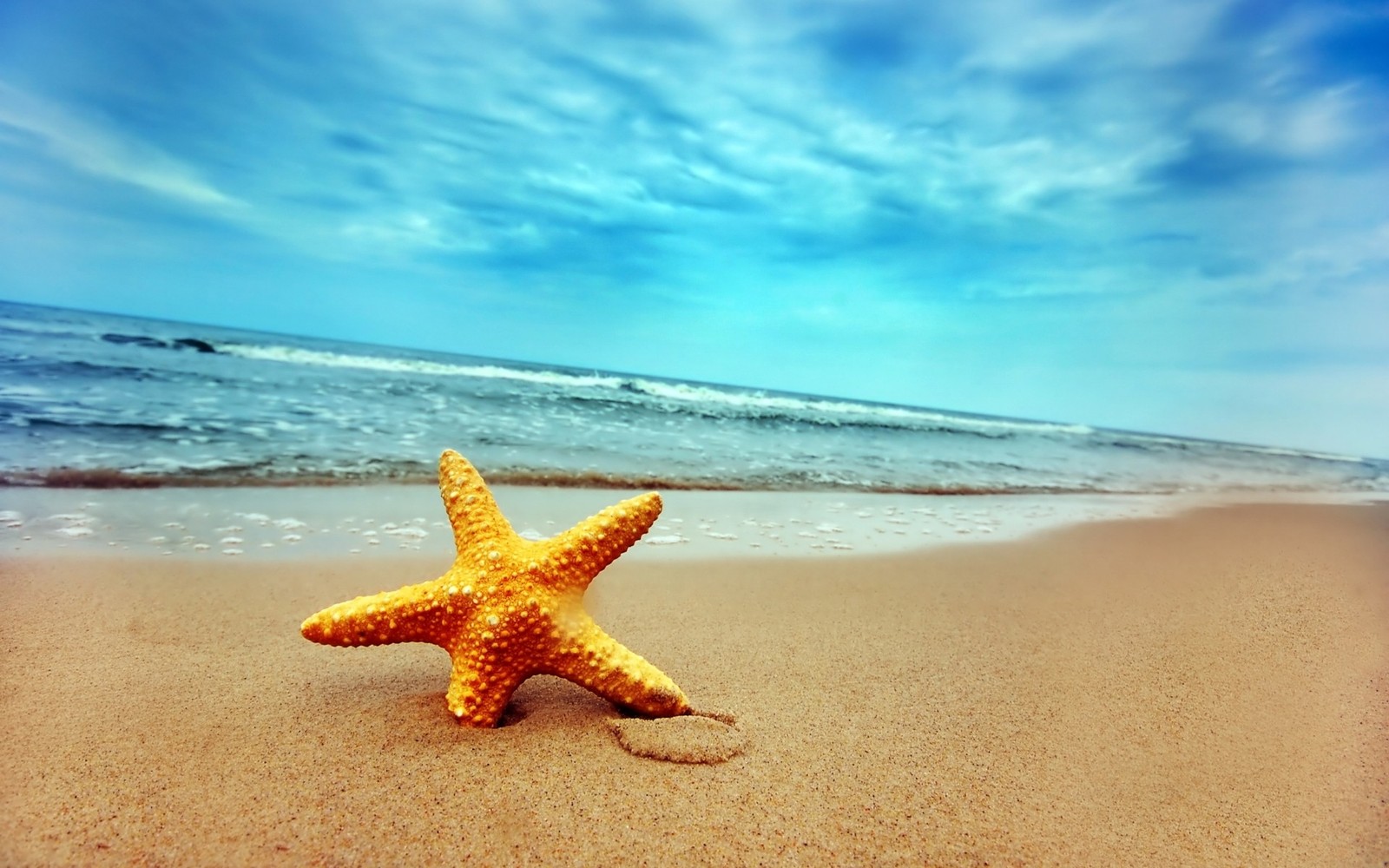 Sternenmuschel am strand mit blauem himmel im hintergrund (seeigel, meer, urlaub, sommer, ozean)