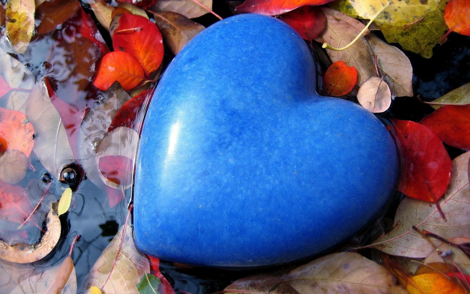 Il y a un objet en forme de cœur bleu dans l'eau entouré de feuilles (cœur, bleu, eau, feuilles)