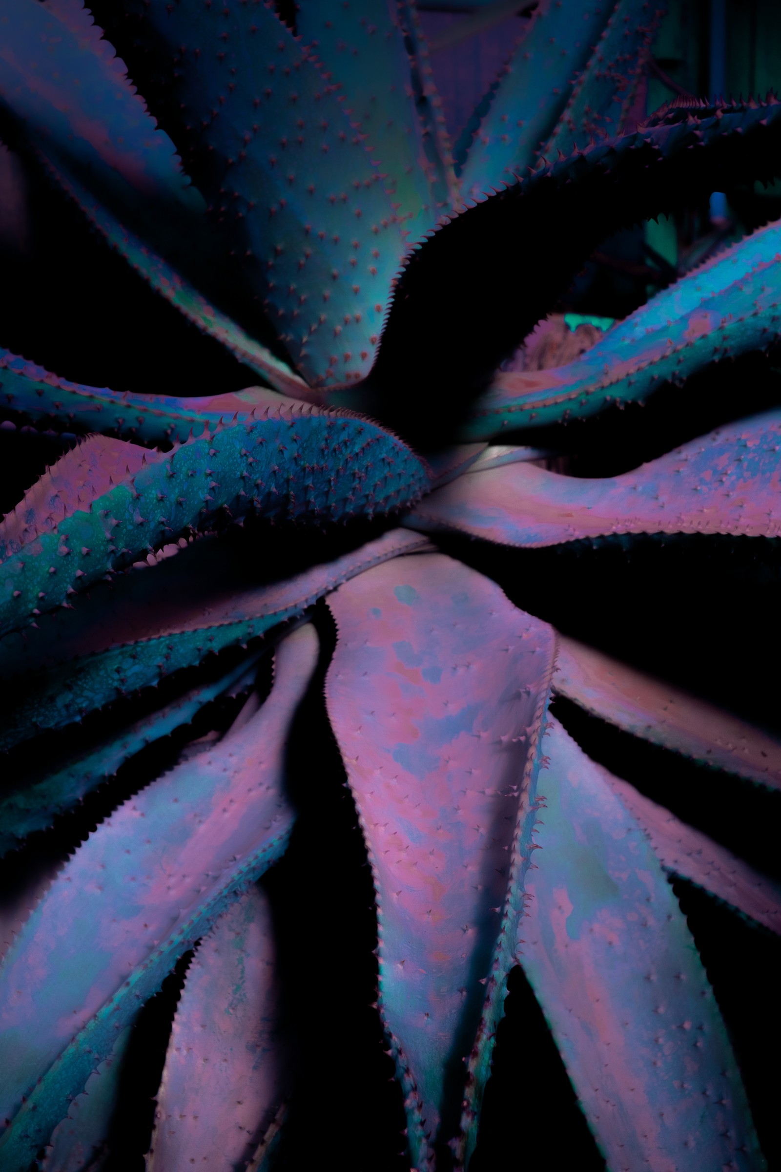 A close up of a plant with a purple and blue color scheme (close up, leaf, succulent plant, blue, flower)