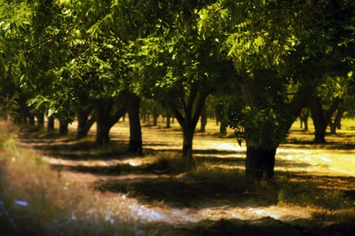 Sunlit Grove Pathway Through Lush Trees