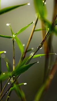 Close-Up of Dew-Covered Grasses and Leaves