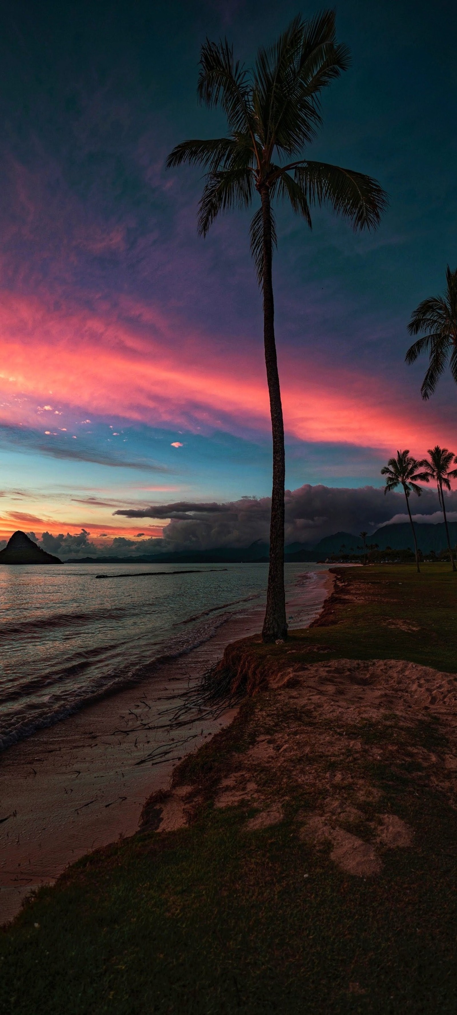 Un palmier arabe sur la plage au coucher du soleil avec un ciel rose (palmiers, eau, nuage, atmosphère, plante)