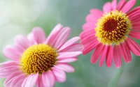 pétale, marguerite, rose, photographie macro, chrysanthèmes