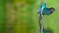 Martin-pêcheur en vol : Capturer un poisson sur un fond vert luxuriant