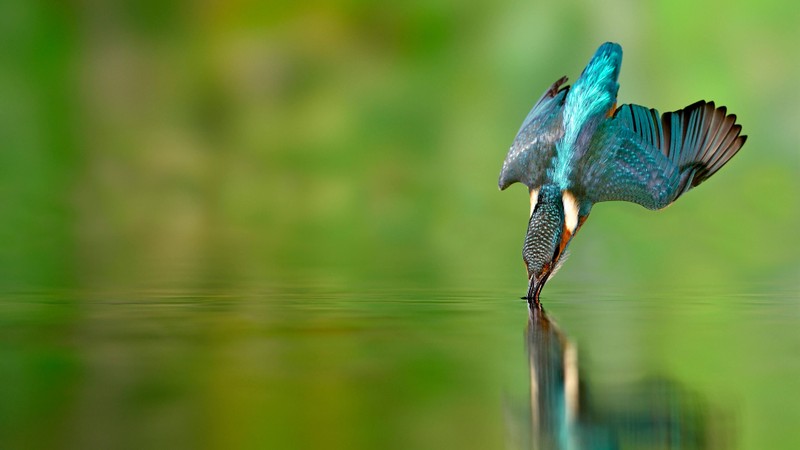 Птица-рыбак пьет воду из пруда (kingfisher bird, летающая птица, catching a fish, fish hunting, зеленый фон)