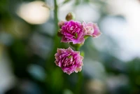 Delicate Pink Roses in Bloom