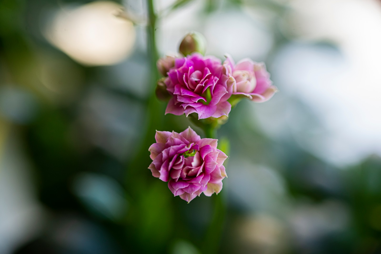 Hay dos flores rosas que están creciendo en un jarrón (flora, planta, flor, pétalo, rosa)