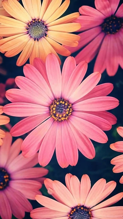 Lebendige pinke und orangefarbene Gänseblümchen in Blüte