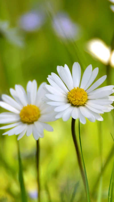 blume, gras, grün, sonne, gelb