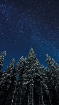 Nuit d'hiver étoilée sur une forêt couverte de neige