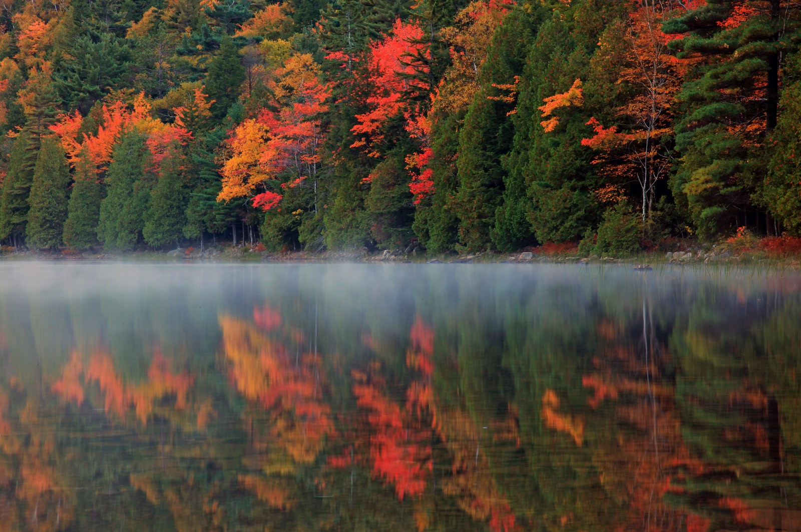 reflection, nature, leaf, wilderness, mist wallpaper