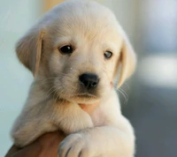 animals, puppy wallpaper