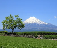 japon, arbre