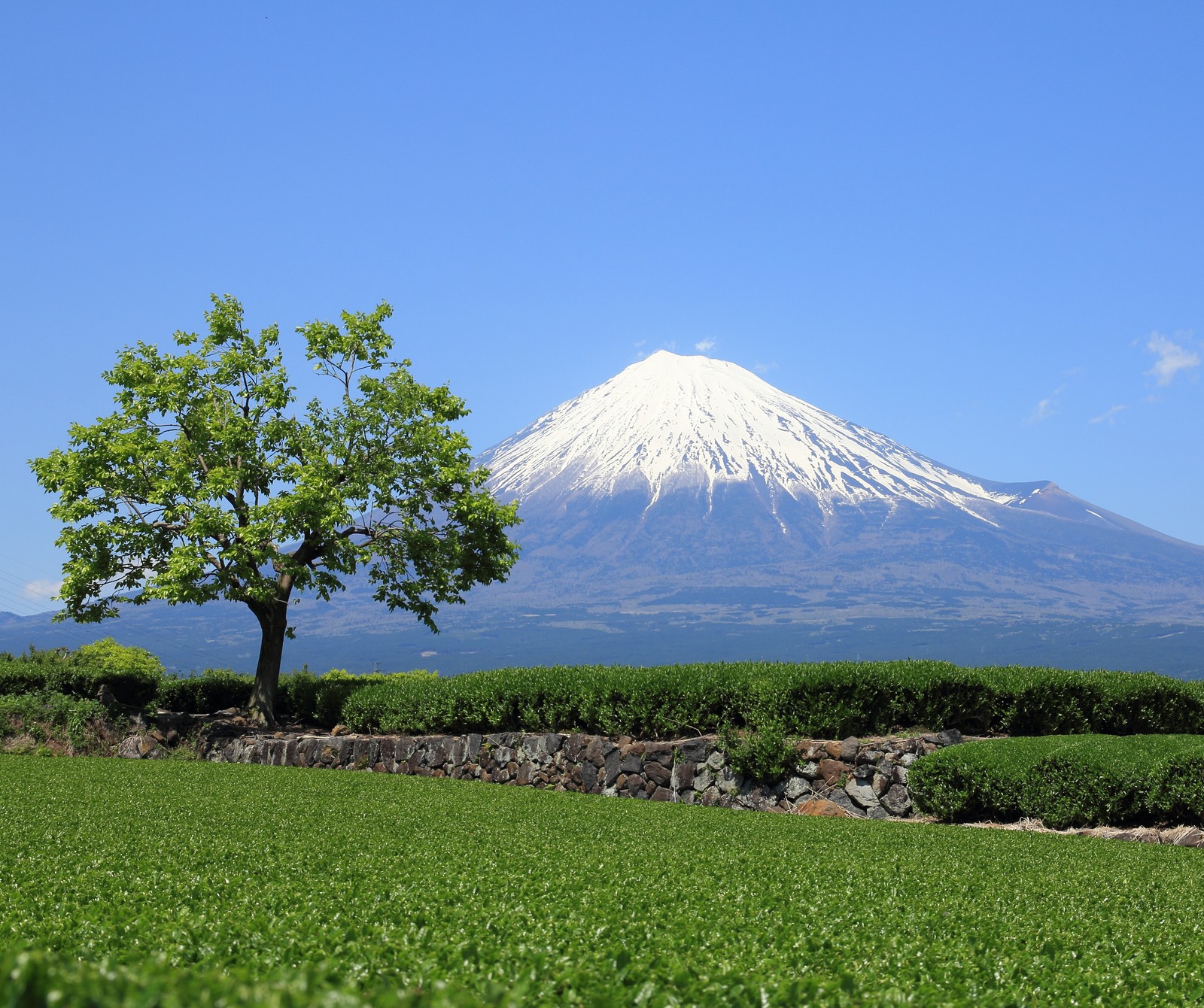 Arafed mountain in the distance with a tree in the foreground (japan, tree)