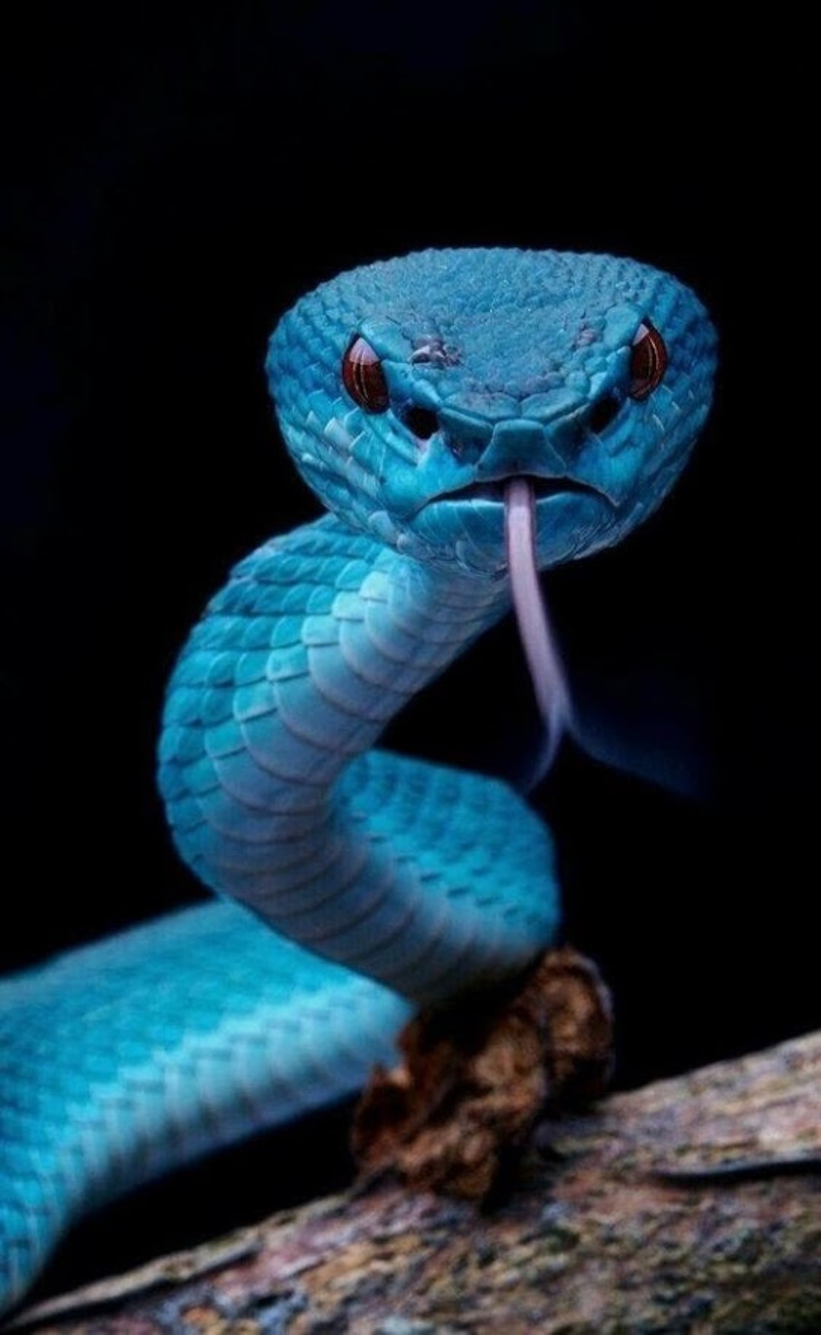 A close up of a blue snake with a long tongue (blue, snake)