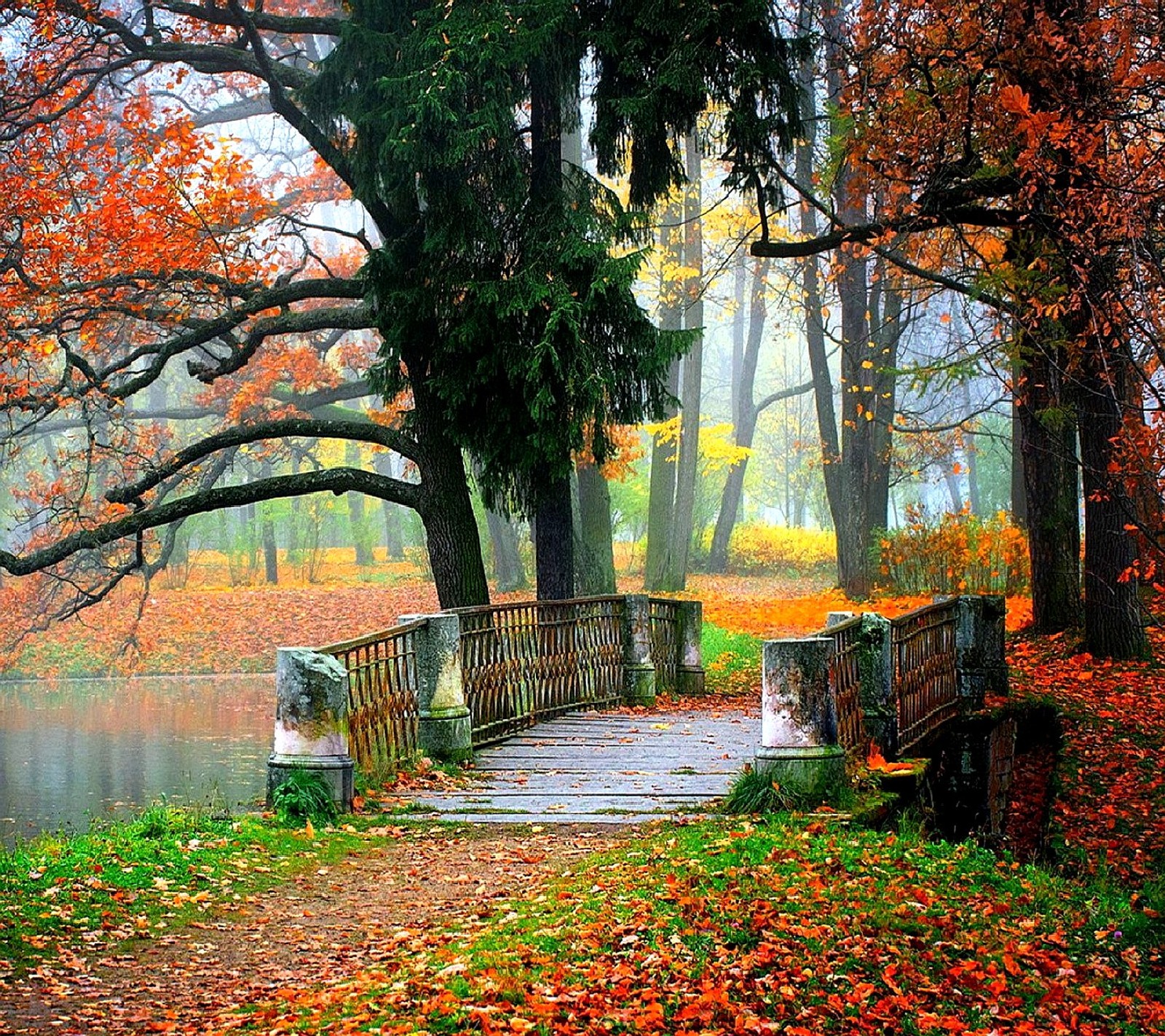 Trees and leaves are on the ground near a bridge in the woods (nature)