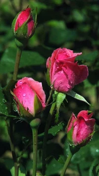 pink, roses