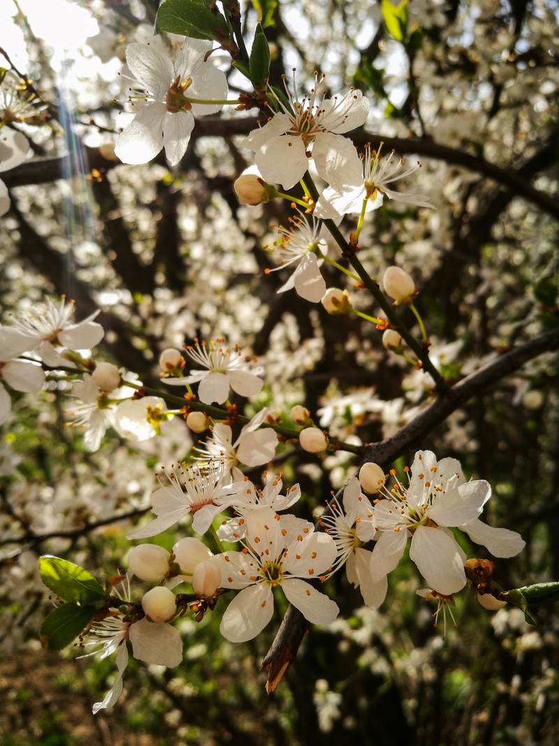 Близкий план дерева с белыми цветами (цветение, весна)