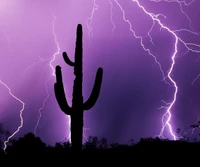 Silhouette d'un cactus sous un éclair violet tonitruant la nuit