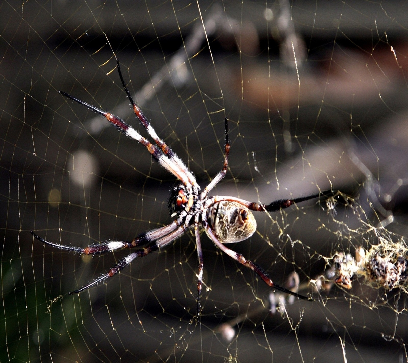 There is a spider that is sitting on a web (animal, hd, nature, spider)