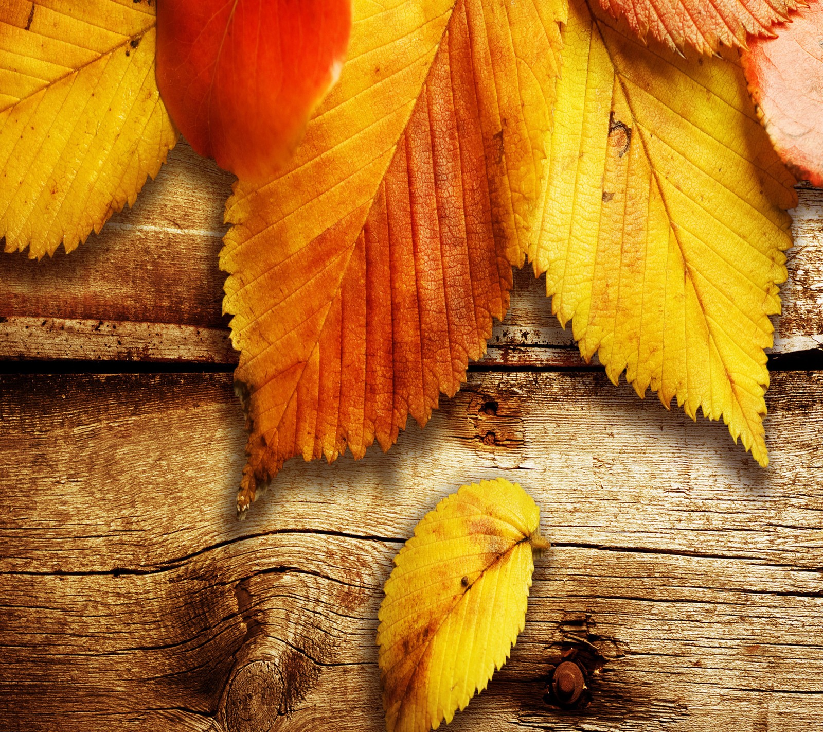 Leaves on a wooden surface with a piece of wood in the background (autumm, leafs)