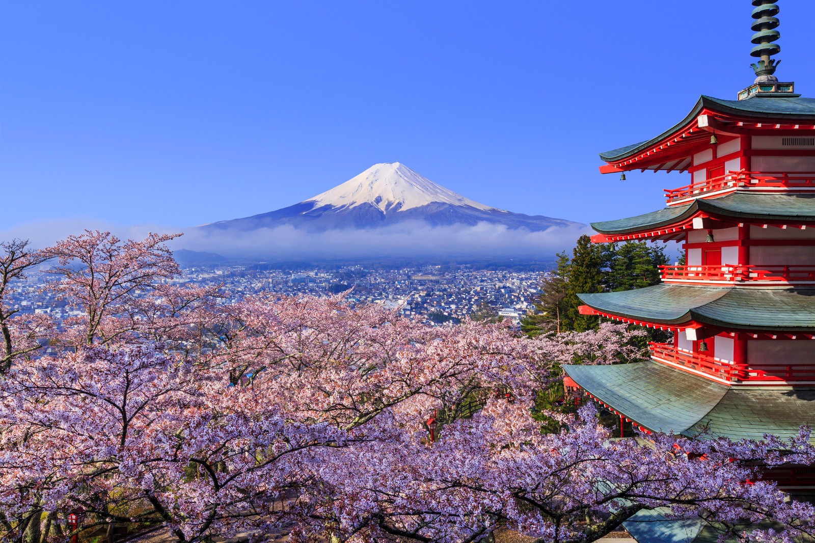 Une vue d'une pagode avec une montagne en arrière-plan (mont fuji, fleur de cerisier, hanami, fleur, floraison)