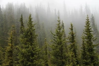 spruce, forest, tree, spruce fir forests, conifer wallpaper