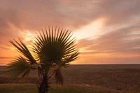 Silhouette of a palm tree against a vibrant sunrise over the horizon