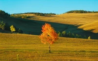 Lebendiger Herbstbaum in einer ruhigen Graslandschaft