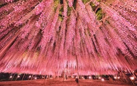 Dosel rosa en flor: Un jardín sereno en Tokio