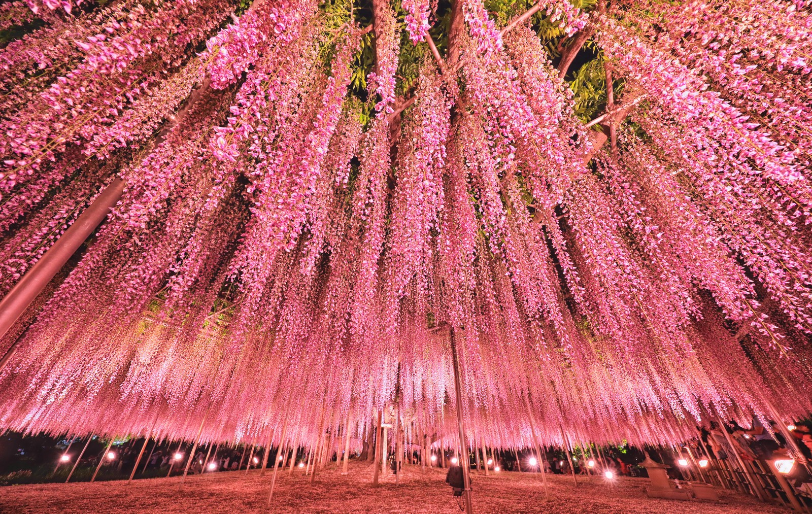 Скачать обои токио, tokyo, дерево, розовый, растение