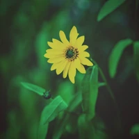 Lebhafte gelbe Wildblume zwischen üppigem Grün