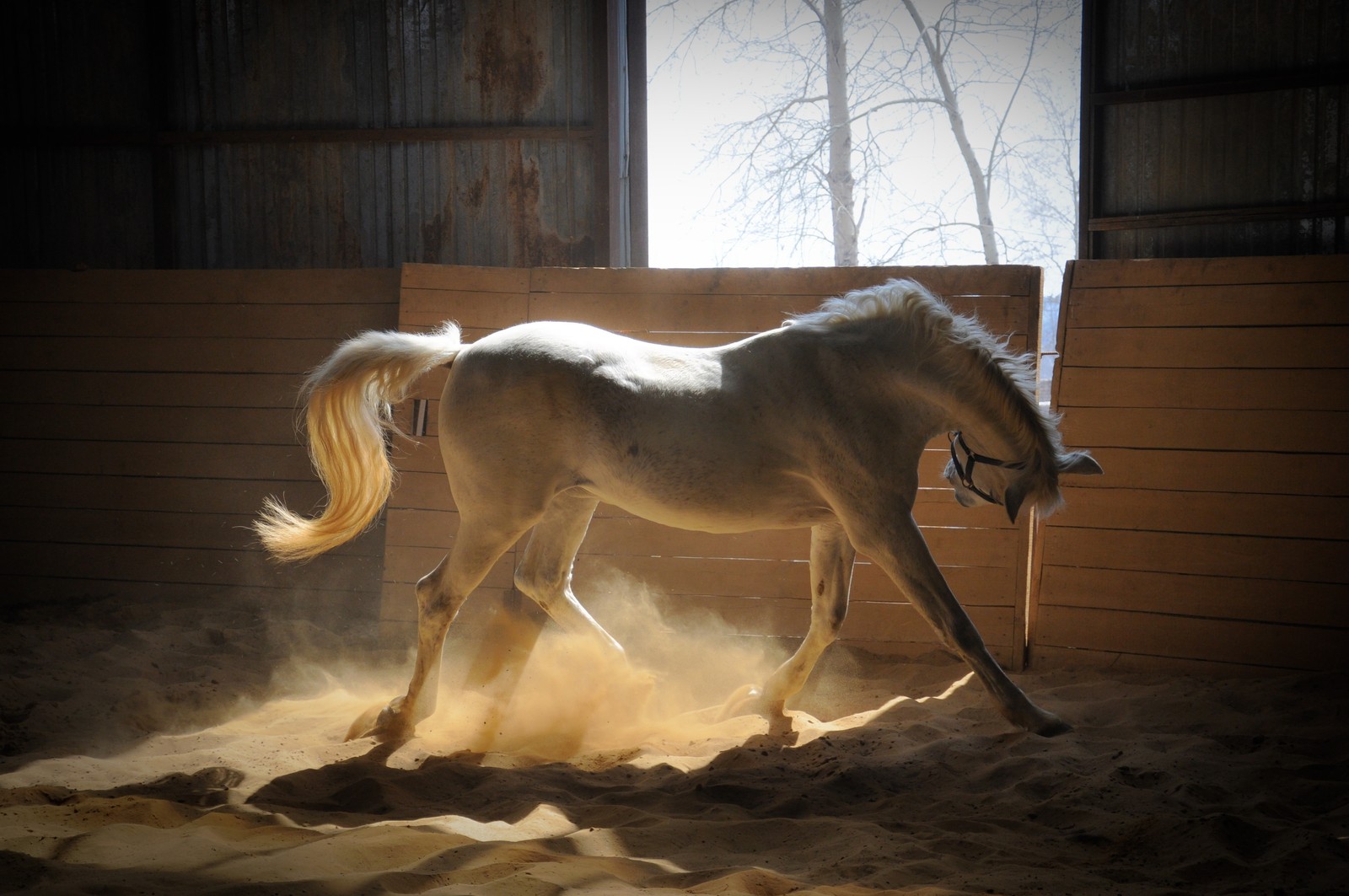 There is a horse that is walking in a barn (horse, mane, mare, stallion, livestock)