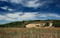 Des fleurs sauvages vibrantes fleurissent dans un pré rural pittoresque sous un ciel dramatique