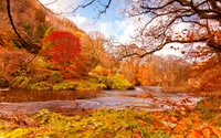 Autumn Serenity by the Stream: A Colorful Wilderness Landscape