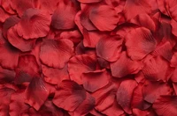 flower, rose, petal, red, magenta wallpaper