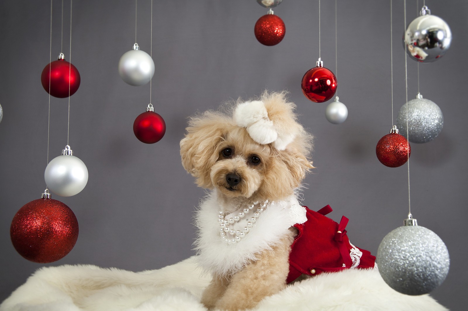 Hay un perro sentado en una manta con adornos (cachorro, caniche, perro, raza de perro, adorno de navidad)