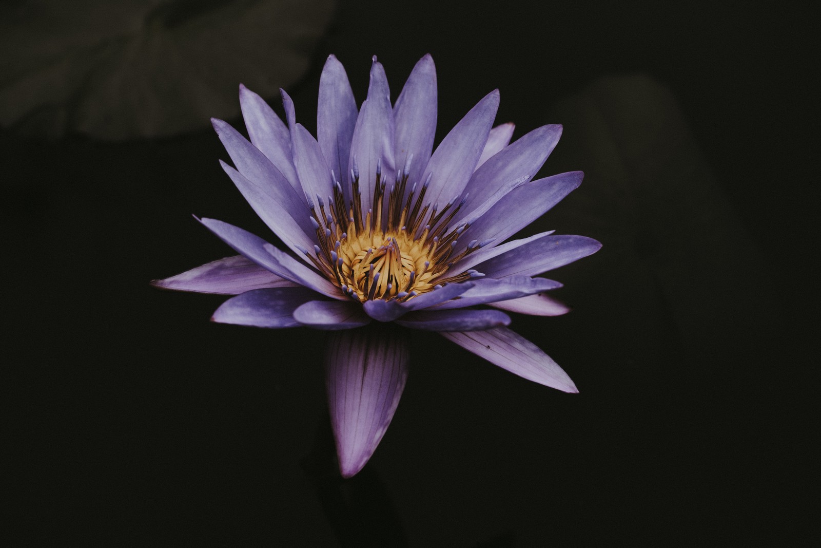 Purple flower with yellow center in dark room with leaves (petal, pink, violet, close up, blue)