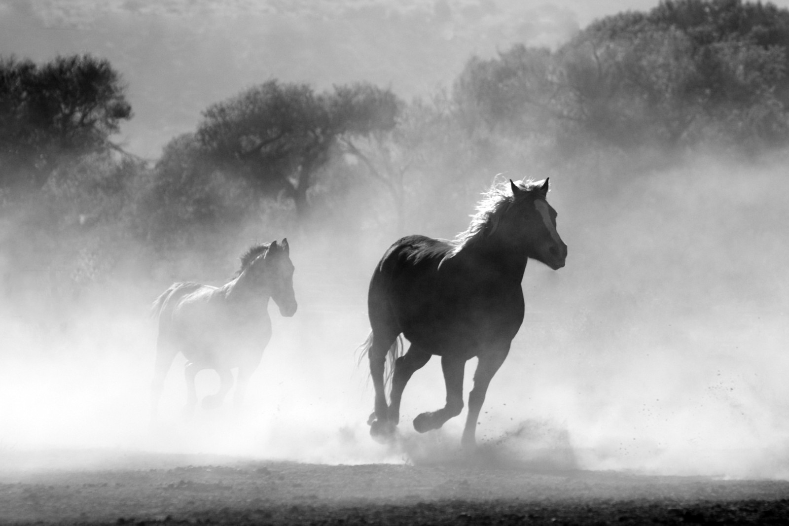 Pferde laufen im staub auf einem feld mit bäumen im hintergrund (pferd, hengst, wildes pferd, schwarz weiß, mustangpferd)